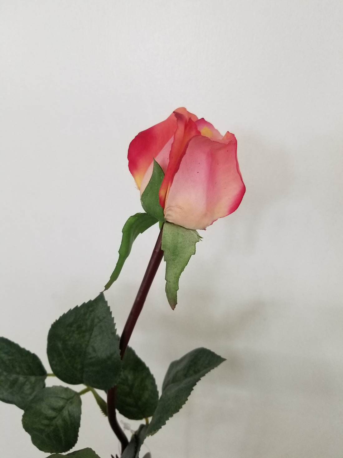 Pink Rose Bud Stem