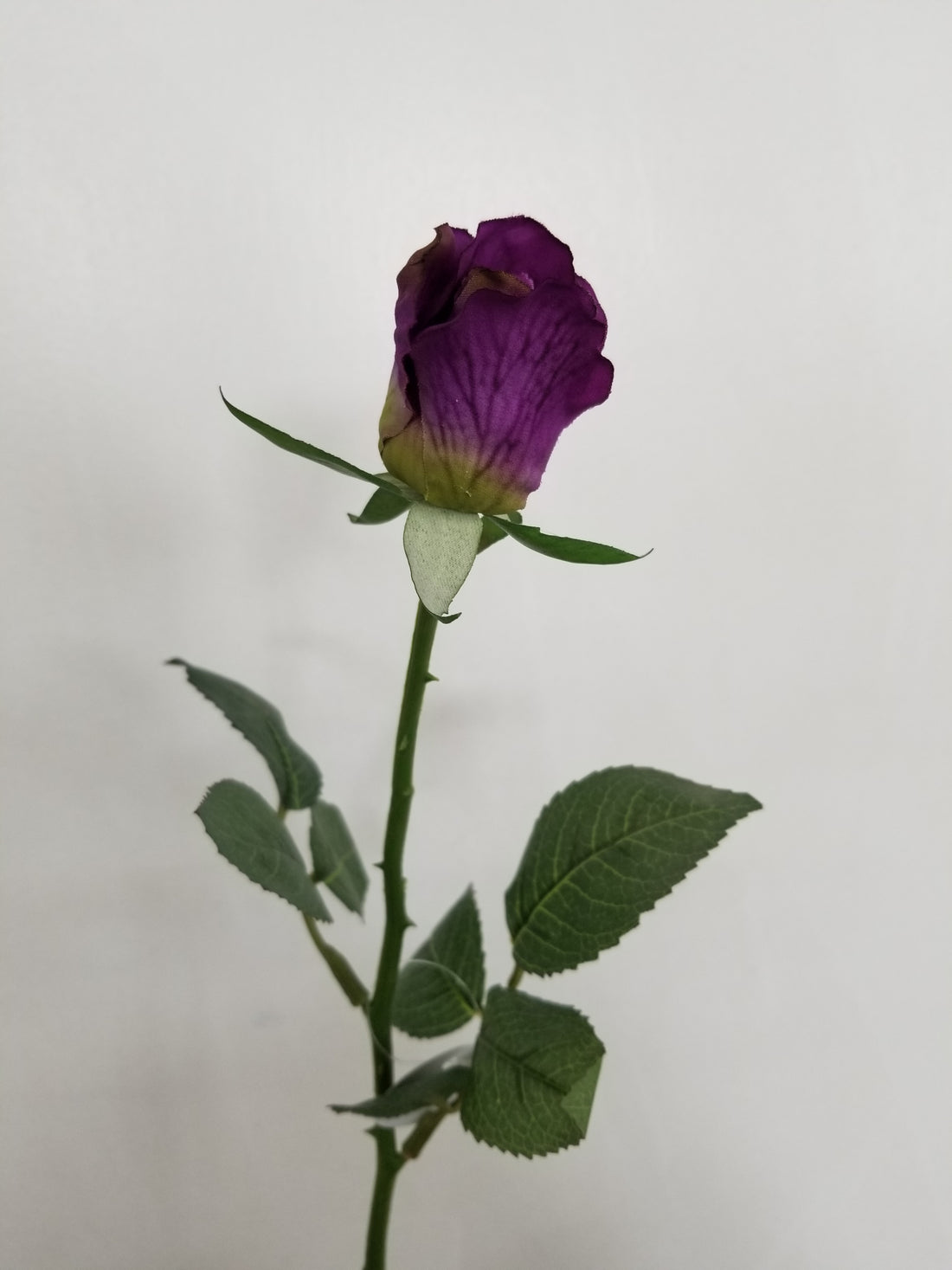 Purple Rose Stem