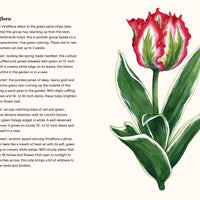 A Little Book of Flowers: Tulips