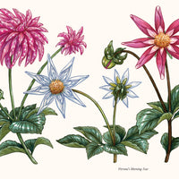 A Little Book of Flowers: Dahlias