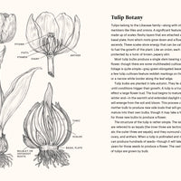 A Little Book of Flowers: Tulips