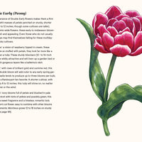 A Little Book of Flowers: Tulips