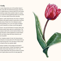 A Little Book of Flowers: Tulips