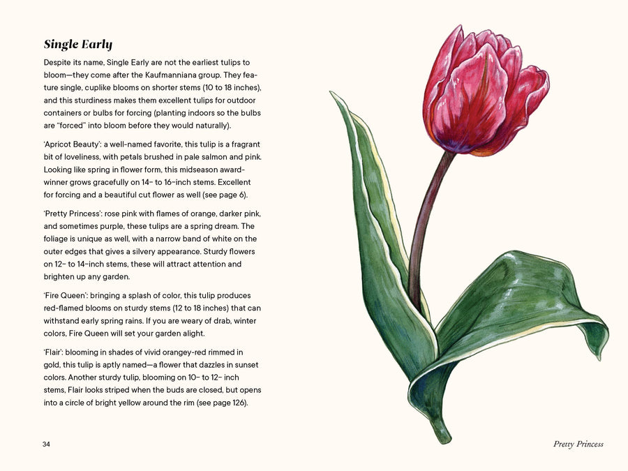 A Little Book of Flowers: Tulips