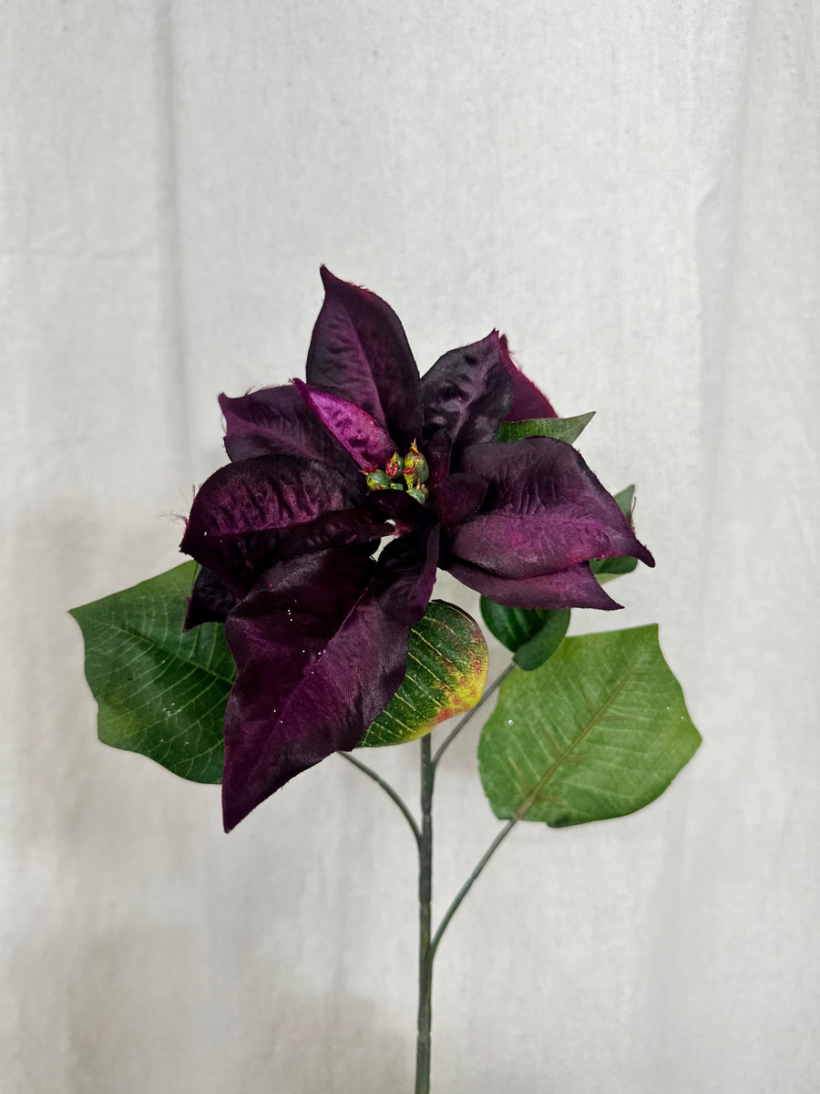 Purple Poinsettia