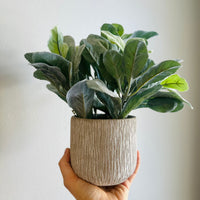 Key Lime Faux Planter