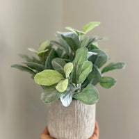 Key Lime Faux Planter