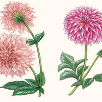 A Little Book of Flowers: Dahlias