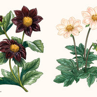 A Little Book of Flowers: Dahlias