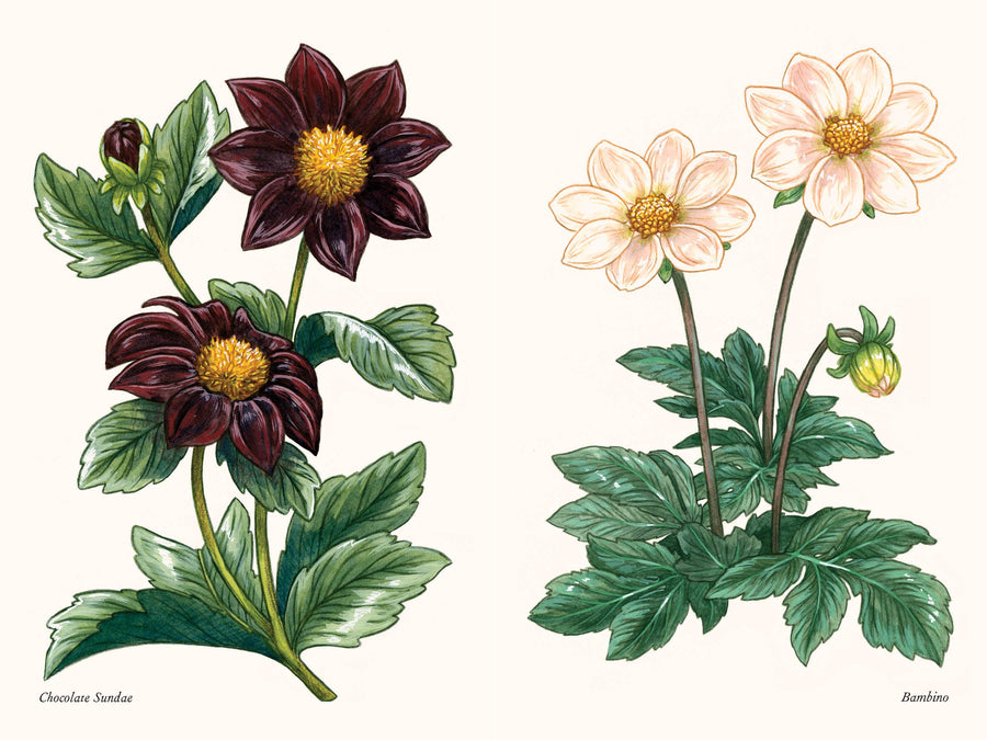 A Little Book of Flowers: Dahlias