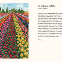 A Little Book of Flowers: Dahlias