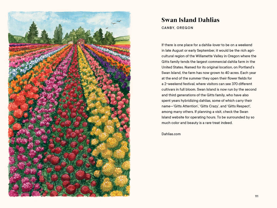 A Little Book of Flowers: Dahlias