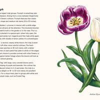 A Little Book of Flowers: Tulips