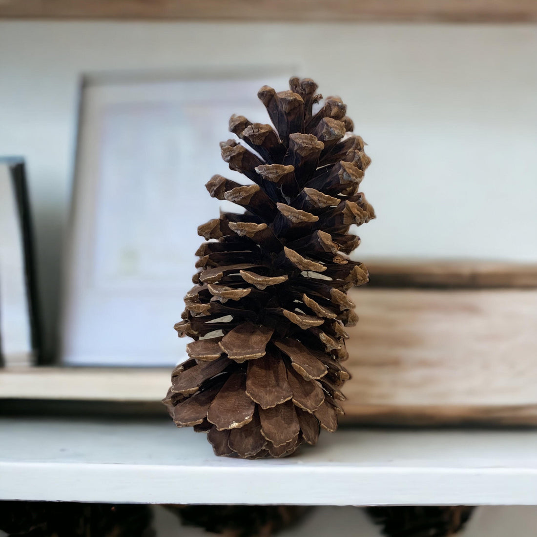 Large Pinecone